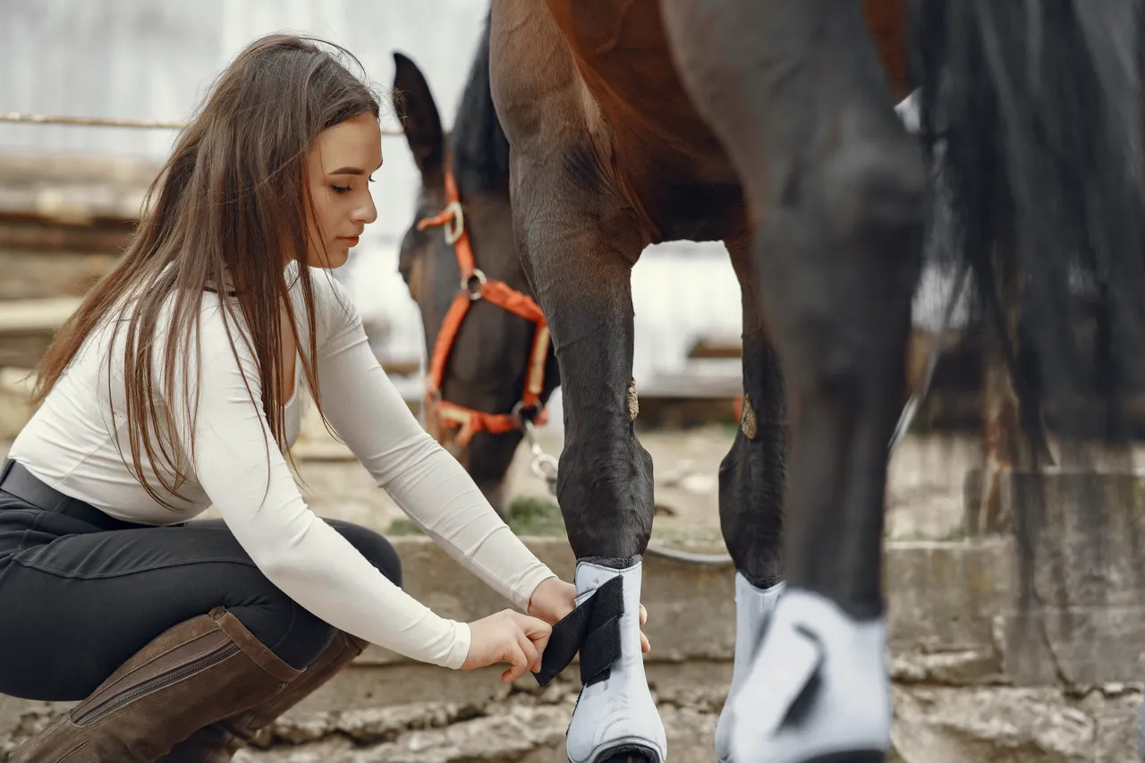 Sesión de fisioterapia equina
